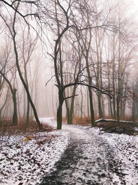 Sihirli sisli ormanda yol 