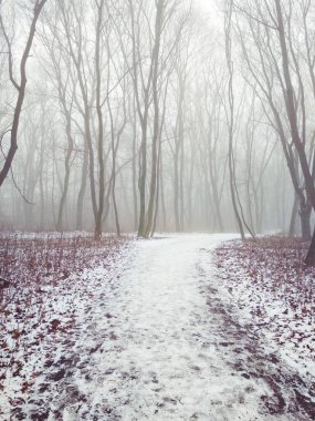 Sihirli sisli bir ormanın içinden 