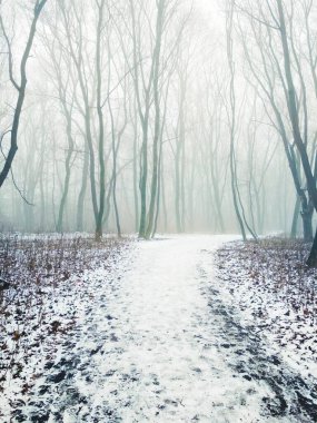 Sihirli sisli bir ormanın içinden 