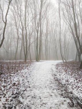 Sihirli sisli bir ormanın içinden 