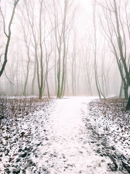 Chemin Travers Une Forêt Brumeuse Magique — Photo