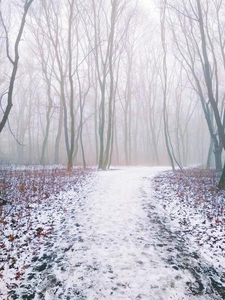 Chemin Travers Une Forêt Brumeuse Magique — Photo