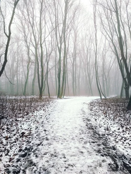 Chemin Travers Une Forêt Brumeuse Magique — Photo