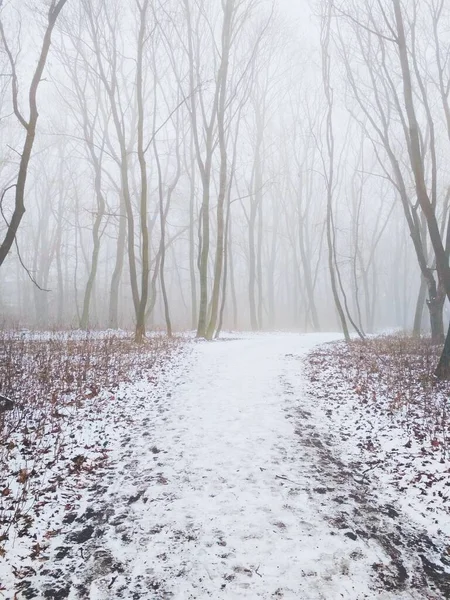 Chemin Travers Une Forêt Brumeuse Magique — Photo