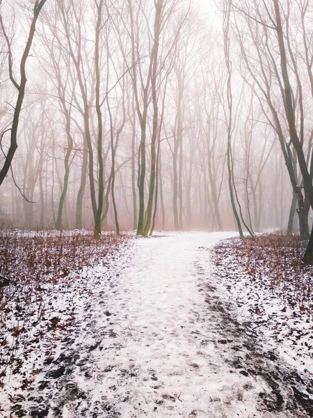 Chemin Travers Une Forêt Brumeuse Magique — Photo