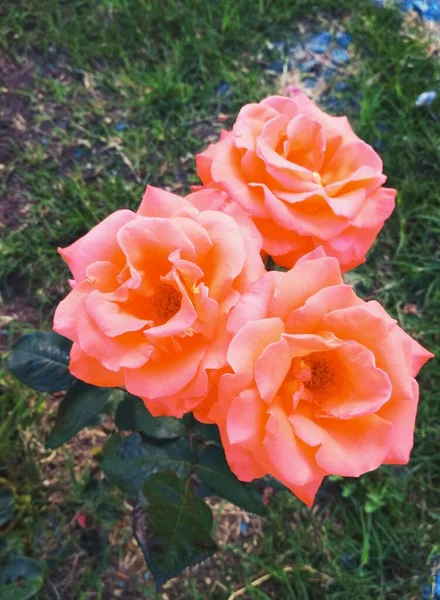 Rosas Bonitas Perfeição Natural — Fotografia de Stock