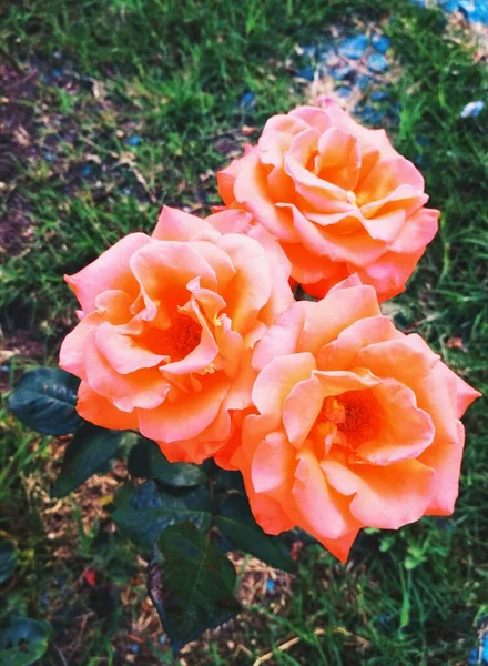 Hermosas Rosas Perfección Natural — Foto de Stock