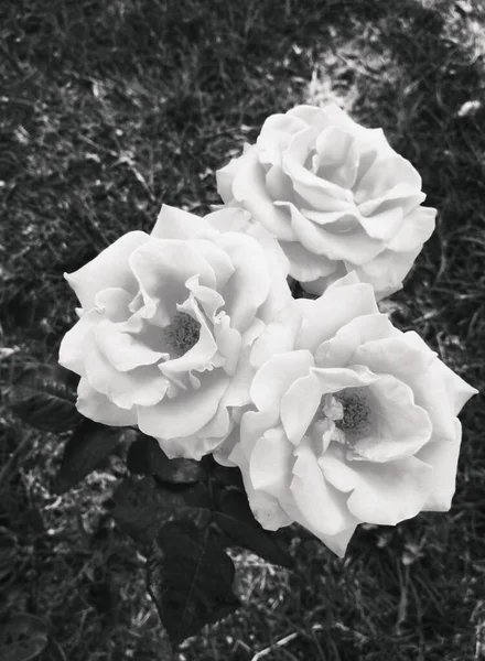 Rosas Bonitas Perfeição Natural — Fotografia de Stock