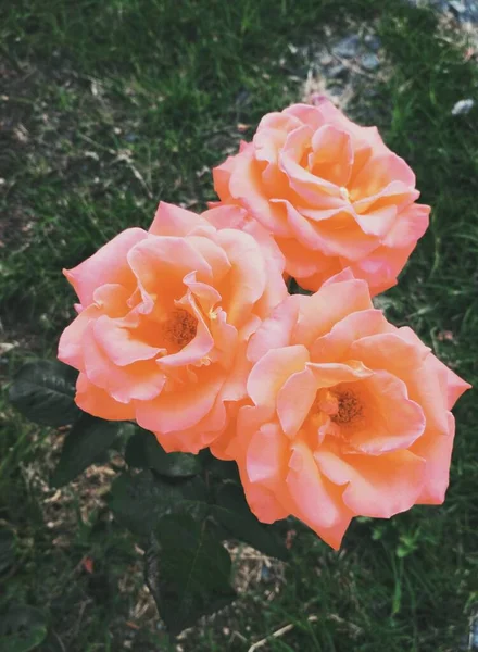 Красивые Розы Природное Совершенство — стоковое фото