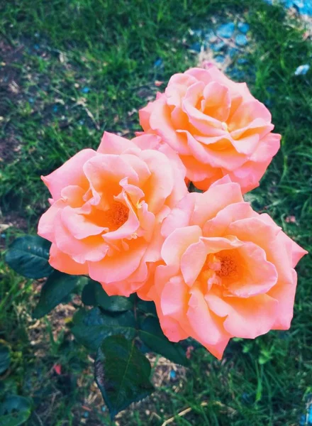 Hermosas Rosas Perfección Natural — Foto de Stock