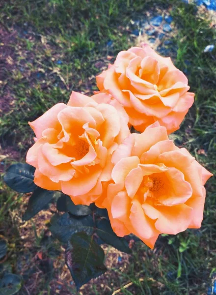 Hermosas Rosas Perfección Natural — Foto de Stock