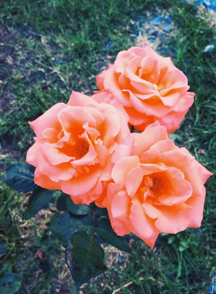 Schöne Rosen Natürliche Perfektion — Stockfoto