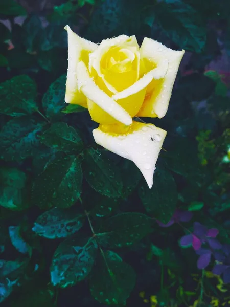 Απαλό Κίτρινο Τριαντάφυλλο Μετά Βροχή — Φωτογραφία Αρχείου