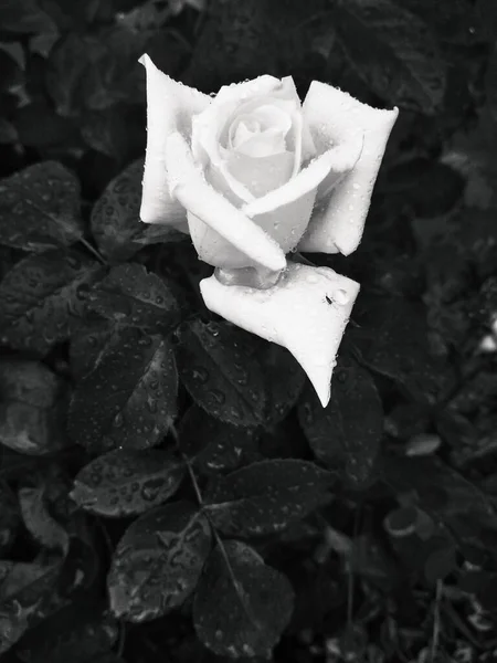 Rosa Amarilla Tierna Después Lluvia — Foto de Stock