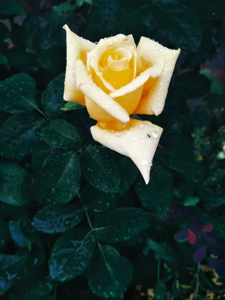 雨后淡黄的玫瑰 — 图库照片