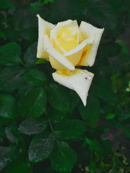 Rosa Amarilla Tierna Después Lluvia — Foto de Stock