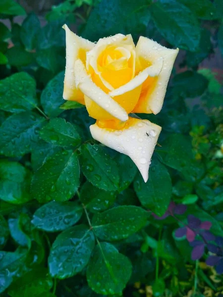 Нежная Желтая Роза После Дождя — стоковое фото
