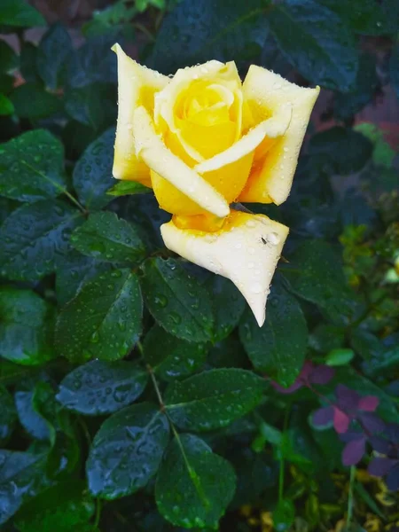 雨后淡黄的玫瑰 — 图库照片