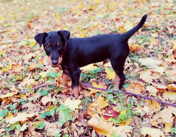 Oynamak için davet edilen bir köpek yavrusu 