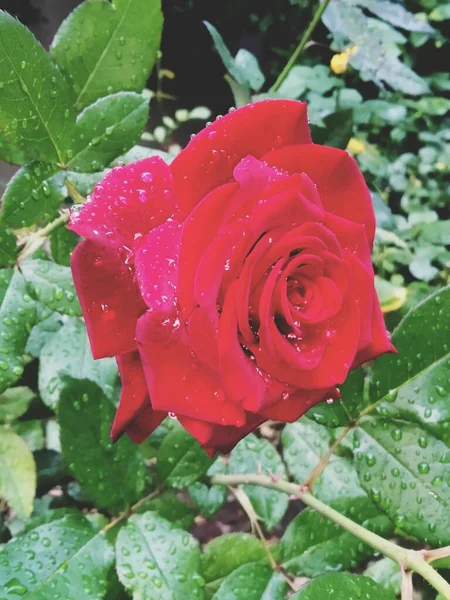 Όμορφο Κόκκινο Τριαντάφυλλο Μετά Βροχή — Φωτογραφία Αρχείου