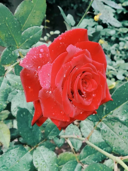 Hermosa Rosa Roja Después Lluvia — Foto de Stock