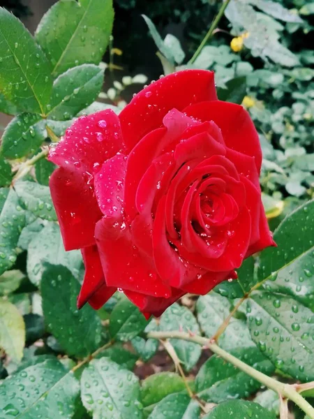 Belle Rose Rouge Après Pluie — Photo