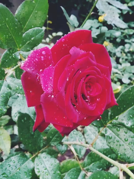 Linda Rosa Vermelha Após Chuva — Fotografia de Stock