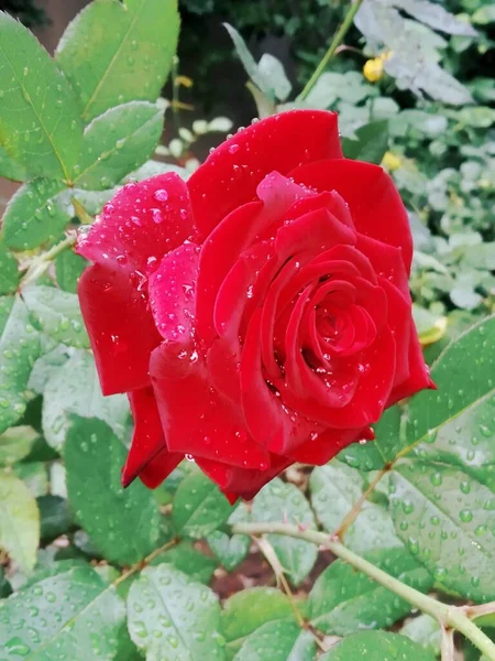 雨の後に美しい赤いバラ — ストック写真