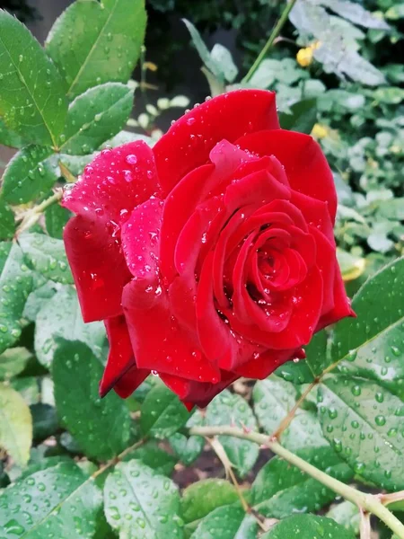 Linda Rosa Vermelha Após Chuva — Fotografia de Stock