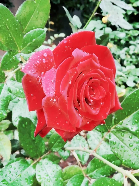 雨后美丽的红玫瑰 — 图库照片