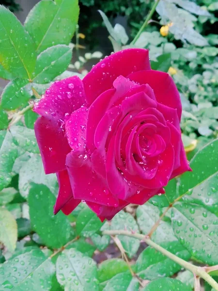 Linda Rosa Vermelha Após Chuva — Fotografia de Stock