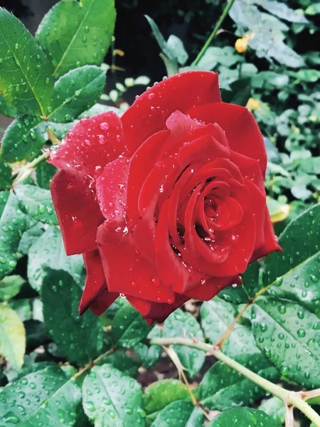 Linda Rosa Vermelha Após Chuva — Fotografia de Stock