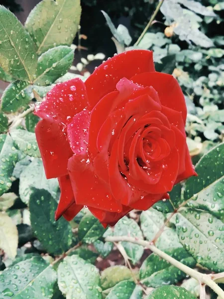 Linda Rosa Vermelha Após Chuva — Fotografia de Stock