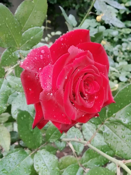 Linda Rosa Vermelha Após Chuva — Fotografia de Stock