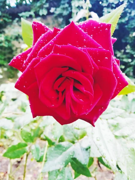 Linda Rosa Vermelha Coberta Com Gotas Após Chuva — Fotografia de Stock