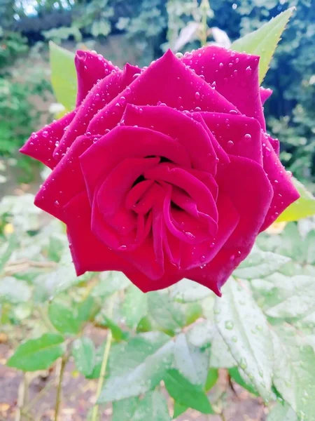 Красивая Красная Роза Покрытая Каплями После Дождя — стоковое фото