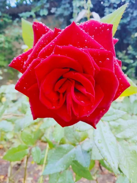 Красивая Красная Роза Покрытая Каплями После Дождя — стоковое фото