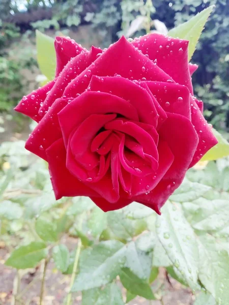 Linda Rosa Vermelha Coberta Com Gotas Após Chuva — Fotografia de Stock