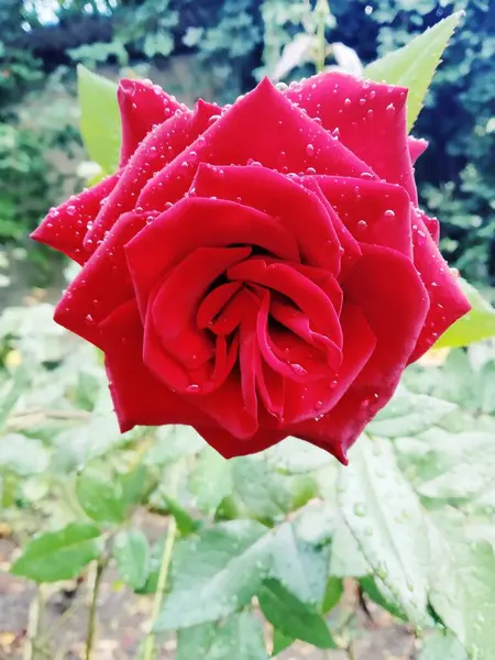 Όμορφο Κόκκινο Τριαντάφυλλο Καλυμμένο Σταγόνες Μετά Βροχή — Φωτογραφία Αρχείου