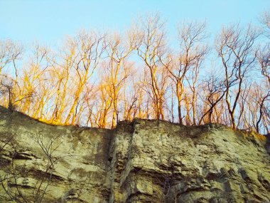 Kaya üzerindeki çıplak kış ormanı 