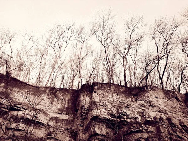 Kaya Üzerindeki Çıplak Kış Ormanı — Stok fotoğraf