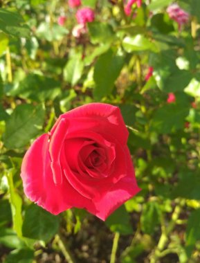 Güzel kırmızı gül, doğal mükemmellik 