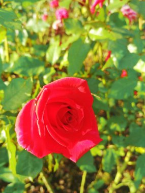 Güzel kırmızı gül, doğal mükemmellik 