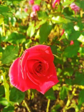 Güzel kırmızı gül, doğal mükemmellik 