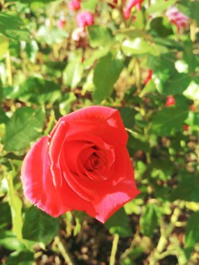 Güzel kırmızı gül, doğal mükemmellik 