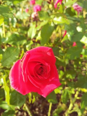 Güzel kırmızı gül, doğal mükemmellik 