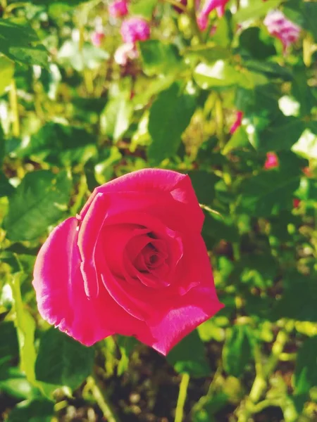 Hermosa Rosa Roja Perfección Natural — Foto de Stock