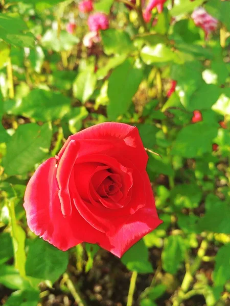 ดอกก หลาบส แดงท สวยงาม ความสมบ แบบตามธรรมชาต — ภาพถ่ายสต็อก