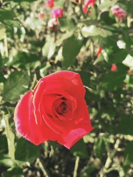 Όμορφο Κόκκινο Τριαντάφυλλο Φυσική Τελειότητα — Φωτογραφία Αρχείου