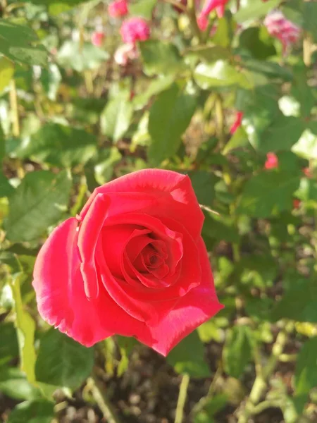 Rosa Vermelha Bonita Perfeição Natural — Fotografia de Stock